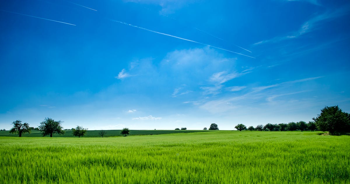 Agrivoltaics: How Solar Farms and Agriculture Can Thrive Together